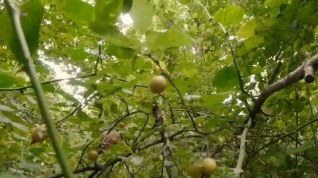 Адлер. Сочи. Пасть дракона.Приток каньона Псахо. Пешком к Ивановскому водопаду. смотреть онлайн