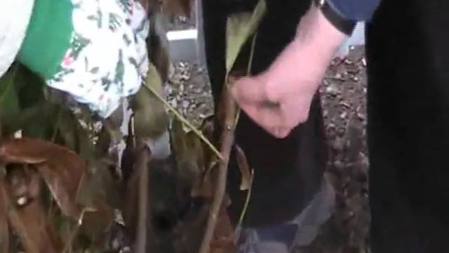 Laurel Hedge  -  Prunus Laurocerasus