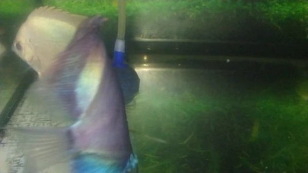 Дискусы, плюсы и минусы. ???