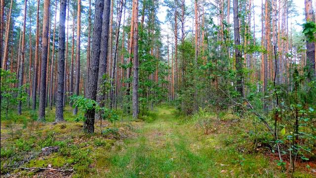 Расслабляющие и успокаивающие звуки природы для крепкого сна и отдыха. смотреть онлайн