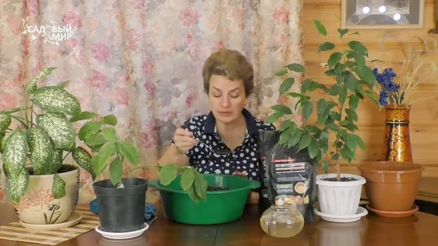 Лучшая почва для домашних растений смотреть онлайн