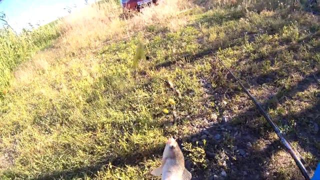 Рыбалка на карася в Краснодарском крае. Китайский АТТРАКТАНТ, помогает ли он на самом деле? смотреть онлайн