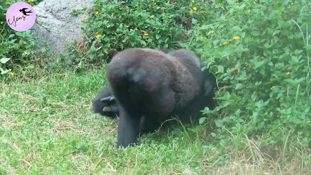 Between Gorilla Couple(1♂, 2♀) Play ? Fight ? Or Others ? D'jeeco,Tayari,Iriki,Jabali,Ringo,gorila