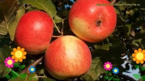 Яблоня Серебряное копытце. Краткий обзор, описание malus domestica Serebryanoe kopyttse