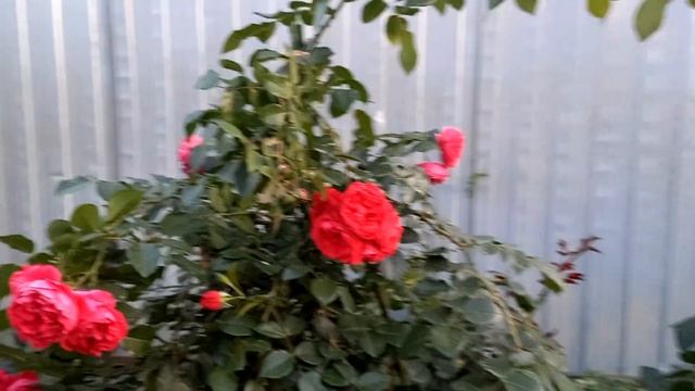 Роза Флорентина в южном регионе.Одна из лучших плетистых роз для жаркого климата!!! смотреть онлайн