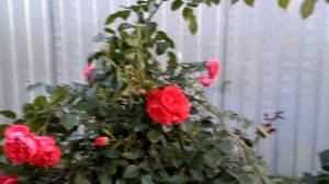 Роза Флорентина в южном регионе.Одна из лучших плетистых роз для жаркого климата!!!