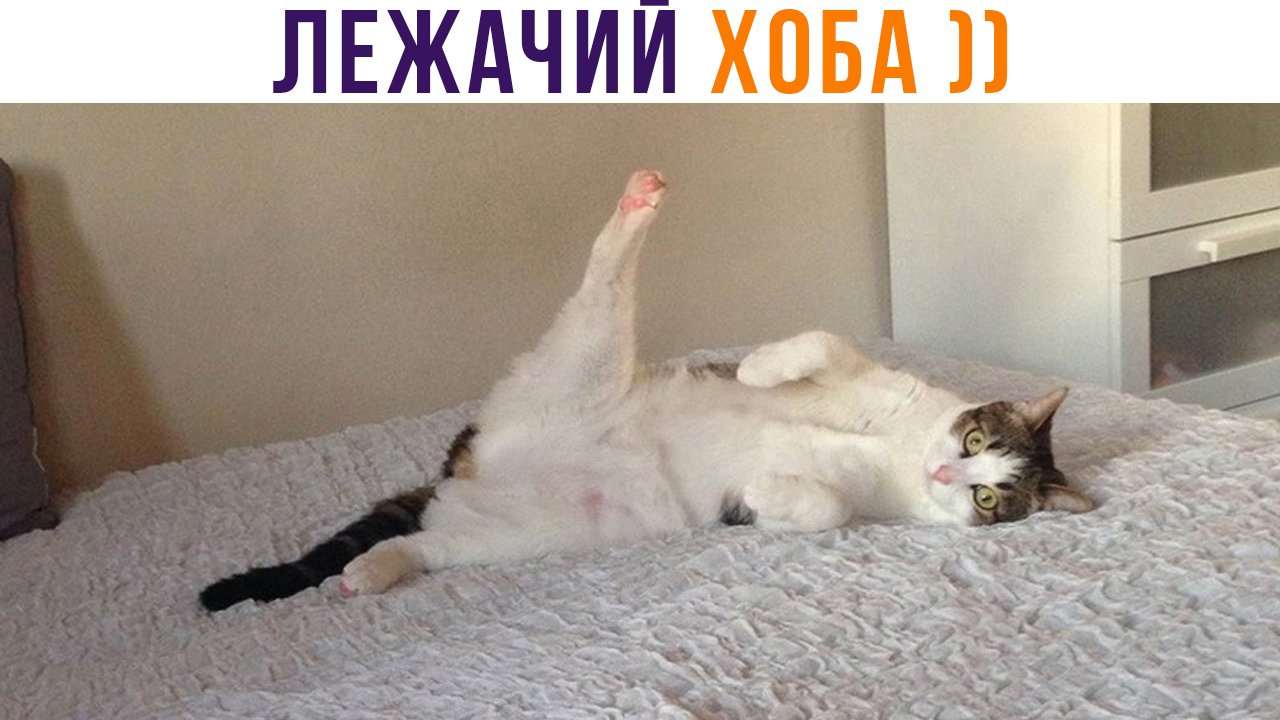 ЛЕЖАЧИЙ ХОБА ))) | Приколы с котами | Мемозг 1334 смотреть онлайн