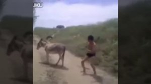Осел и человек