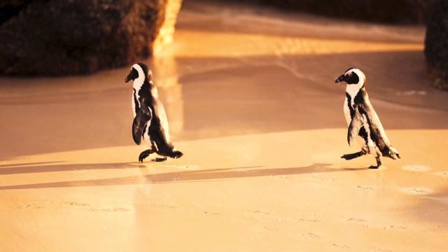 Эти забавные ПИНГВИНЫ. Добро пожаловать в АФРИКУ. смотреть онлайн