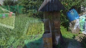 Ловушки Рои Развитие роев в Колодах