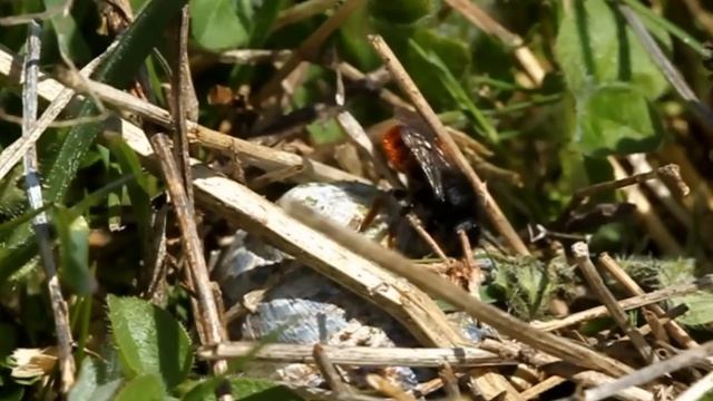 Osmia bicolor nest building смотреть онлайн