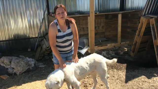 Рок в Защиту Животных (г. Самара) смотреть онлайн