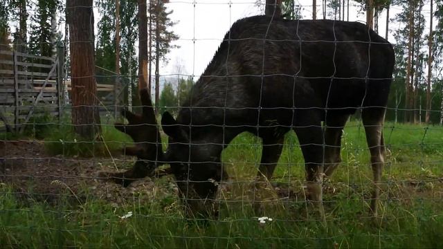 Зоопарк в северной Швеции смотреть онлайн
