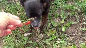 Смородина Уральская красавица для каждого сада! Ведро с куста!