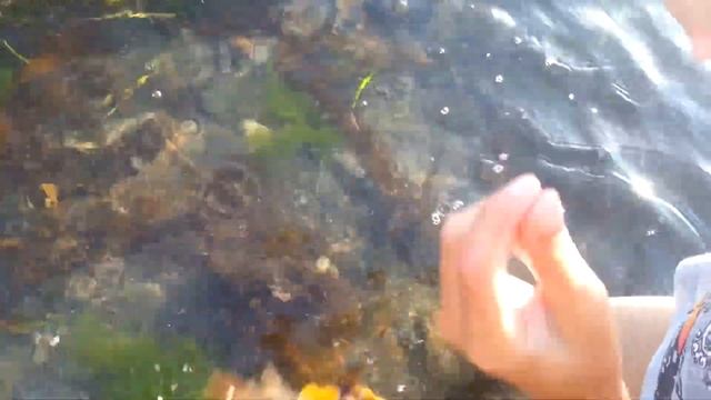 ⚓ Никита учится собирать ламинарию (морскую капусту) ? на мелководье ?