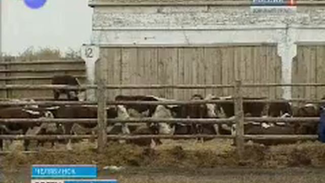 Уйское животноводство смотреть онлайн