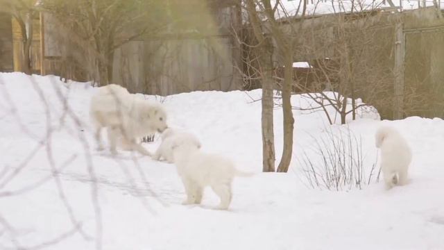 Щенки Мареммо-абруцкой овчарки смотреть онлайн