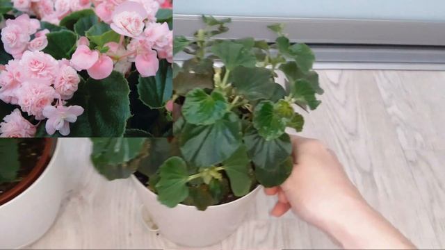 Бегония из Леруа Мерлен. Уход, Ошибки...... смотреть онлайн