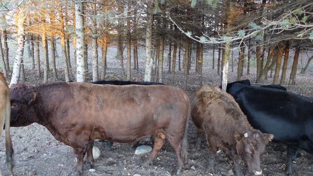 How Big are Dexter Cattle? смотреть онлайн