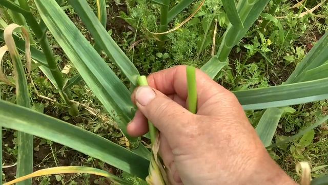 Почему я не выбрасываю чесночные стрелки? Пускаю в дело!