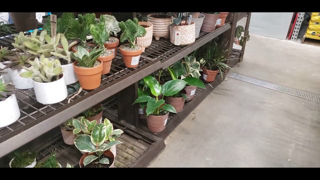 Plant Shop Hop With Me 2021 смотреть онлайн