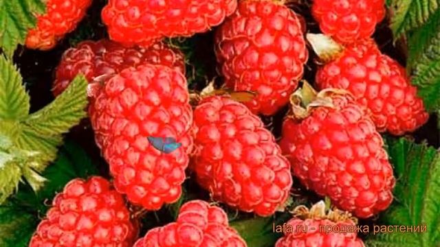 Малина ремонтантная Похвалинка (rubus idaeus) ? обзор: как сажать, саженцы малины Похвалинка смотреть онлайн