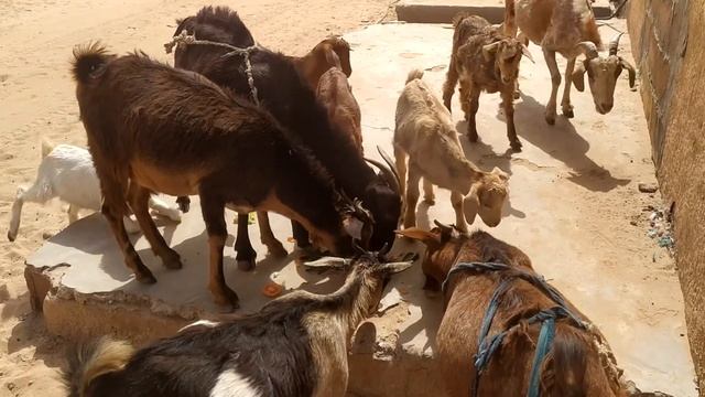 Голодные козы Африки) смотреть онлайн