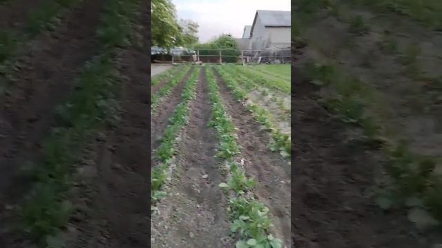 окучаем картошку...на фрузу размягчить низ картофеля с мотокультиватором смотреть онлайн