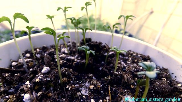 Time-Lapse Домашние растения. Неделя жизни за минуту / Home plants. One week in one minute смотреть онлайн