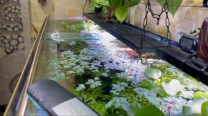 Аквариумный рай Часть 2. Сциндапсус как фитофильтр. Водный гиацинт Эйхорния .