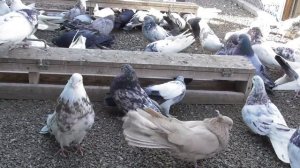 #Astrakhan #Pigeons Иранские бойные голуби Бехнама в Астрахани!