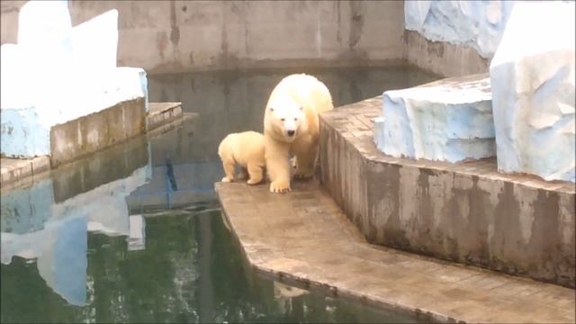 Для тех кто ещё не видел Шилку (Белые медведи в Новосибирском зоопарке) смотреть онлайн