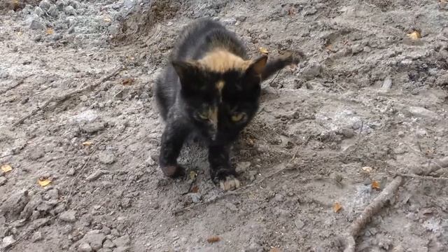 Кошка с больной лапкой смотреть онлайн