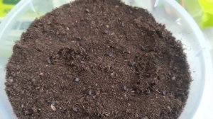 Сеем лук на рассаду. Выращивание лука из семян. Лус Эксибишен. Лук Ред барон.