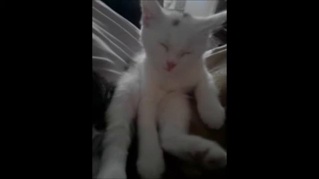 Кот спит.wmv смотреть онлайн