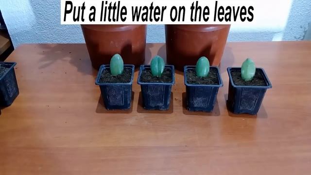How to grow Jade plant from single leaf смотреть онлайн