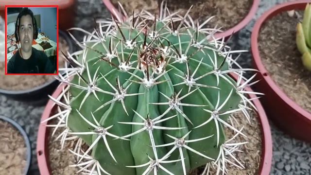 Cultivo de cactos e plantas suculentas na estufa de PVC .((( LIVE AO VIVO ))) смотреть онлайн