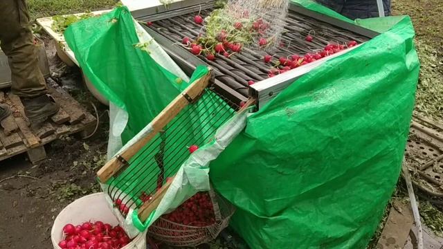 Машинка для чистки редиски 20 юбилейная. смотреть онлайн