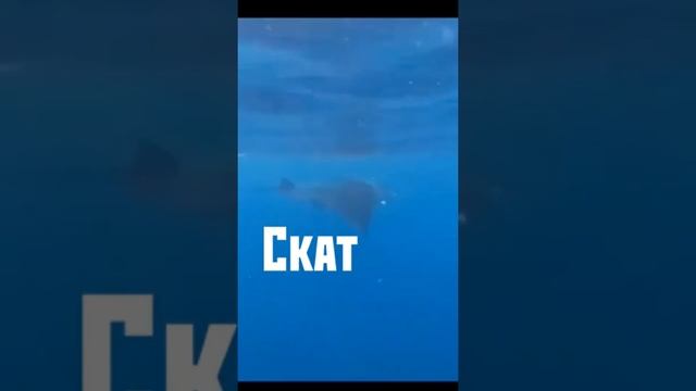 Скат МАНТА и я МЕКСИКА смотреть онлайн