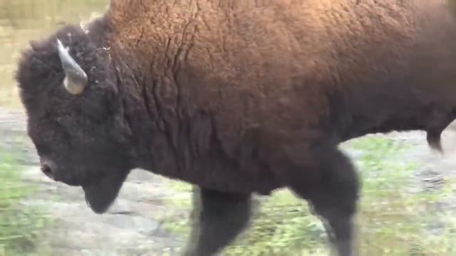 Американский бизон смотреть онлайн