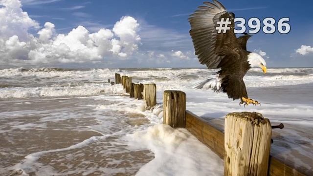 #3986. Птицы - хищники (В мире животных) смотреть онлайн