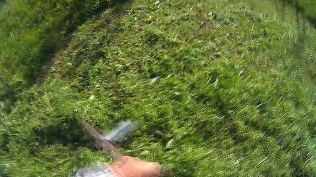 2). Косить траву косой.