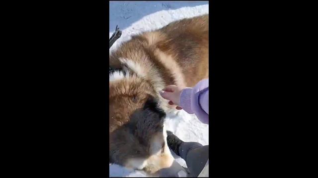 Спасли, а ведь могла погибнуть / Приют для собак г Ефремов смотреть онлайн