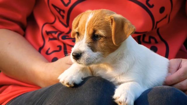 Развъдник за Джак Ръсел Devon: Devon Jack kennel Kazanlak, Devon JRT puppies смотреть онлайн