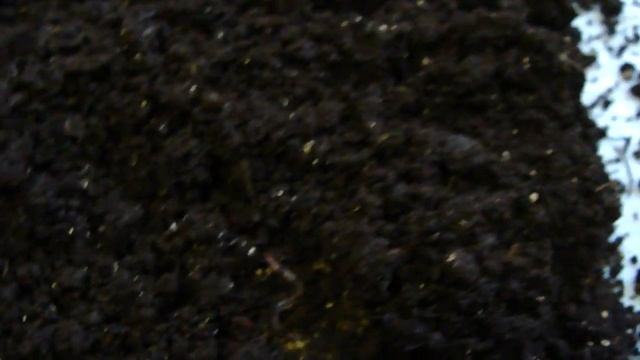 Дендробена. Абсолютный лидер по темпам набора массы!!! смотреть онлайн