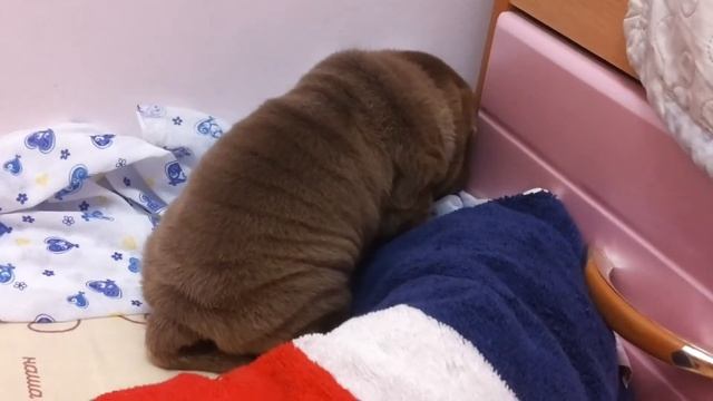 Шарпей. 1 месяц. 1-ый день дома смотреть онлайн