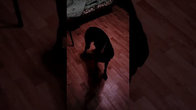 Собака накосячила смотреть онлайн