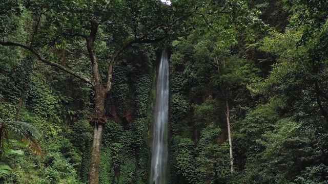 Jungle | Wildlife | Relax video | MALANG смотреть онлайн