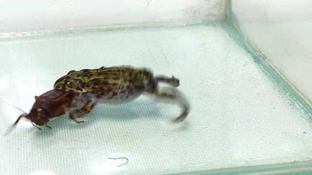 Feed baby Bullfrog | Pixie Frog смотреть онлайн