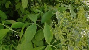 Озеро Иссыкуль Киргизия